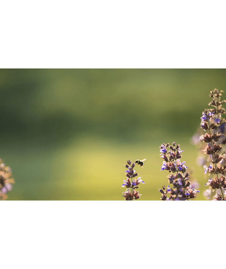 The Living Kitchen is your source for exclusive stories about design, lifestyle, food, destinations, and luxury.