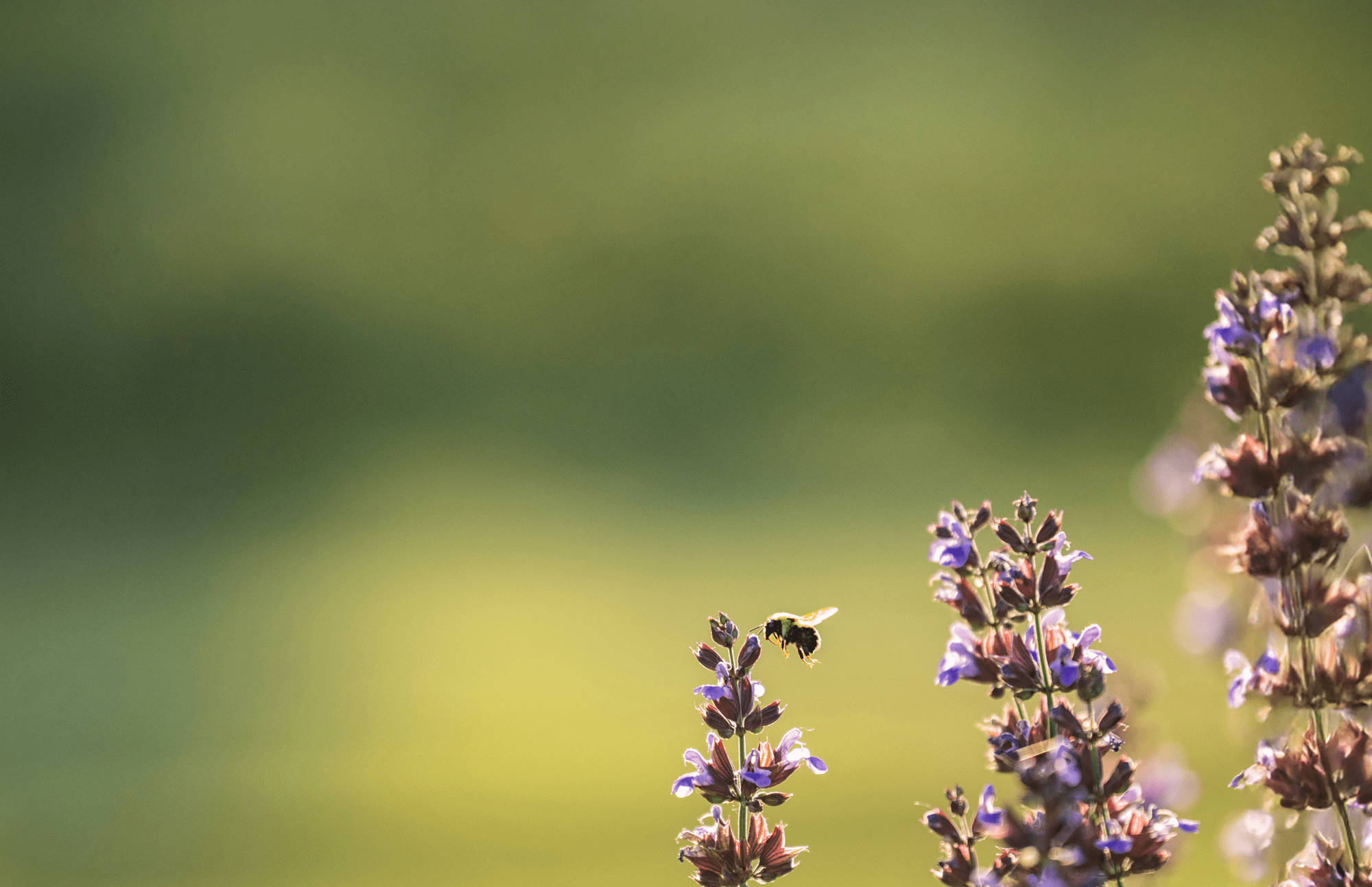 The Living Kitchen is your source for exclusive stories about design, lifestyle, food, destinations, and luxury.