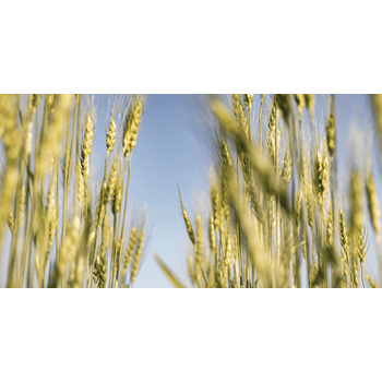 Read Lifestyle Article - A Breath of Fresh Air