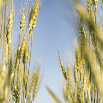 Read Lifestyle Article - A Breath of Fresh Air