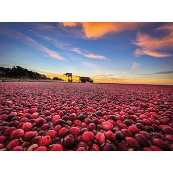 The story of cranberry growing in America is a tale of 2 states: Wisconsin & Massachusetts.
