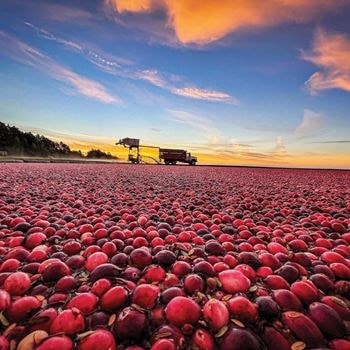 The story of cranberry growing in America is a tale of 2 states: Wisconsin & Massachusetts.