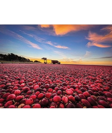 The story of cranberry growing in America is a tale of 2 states: Wisconsin & Massachusetts.