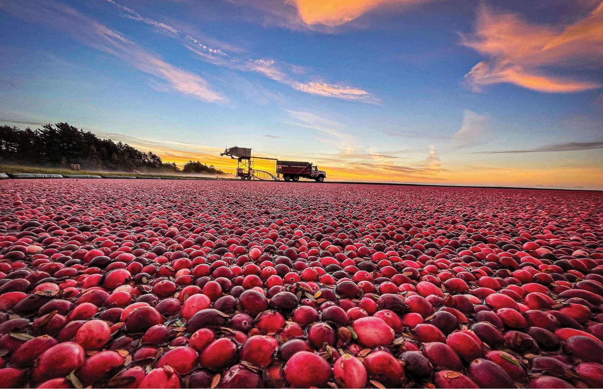 The story of cranberry growing in America is a tale of 2 states: Wisconsin & Massachusetts.