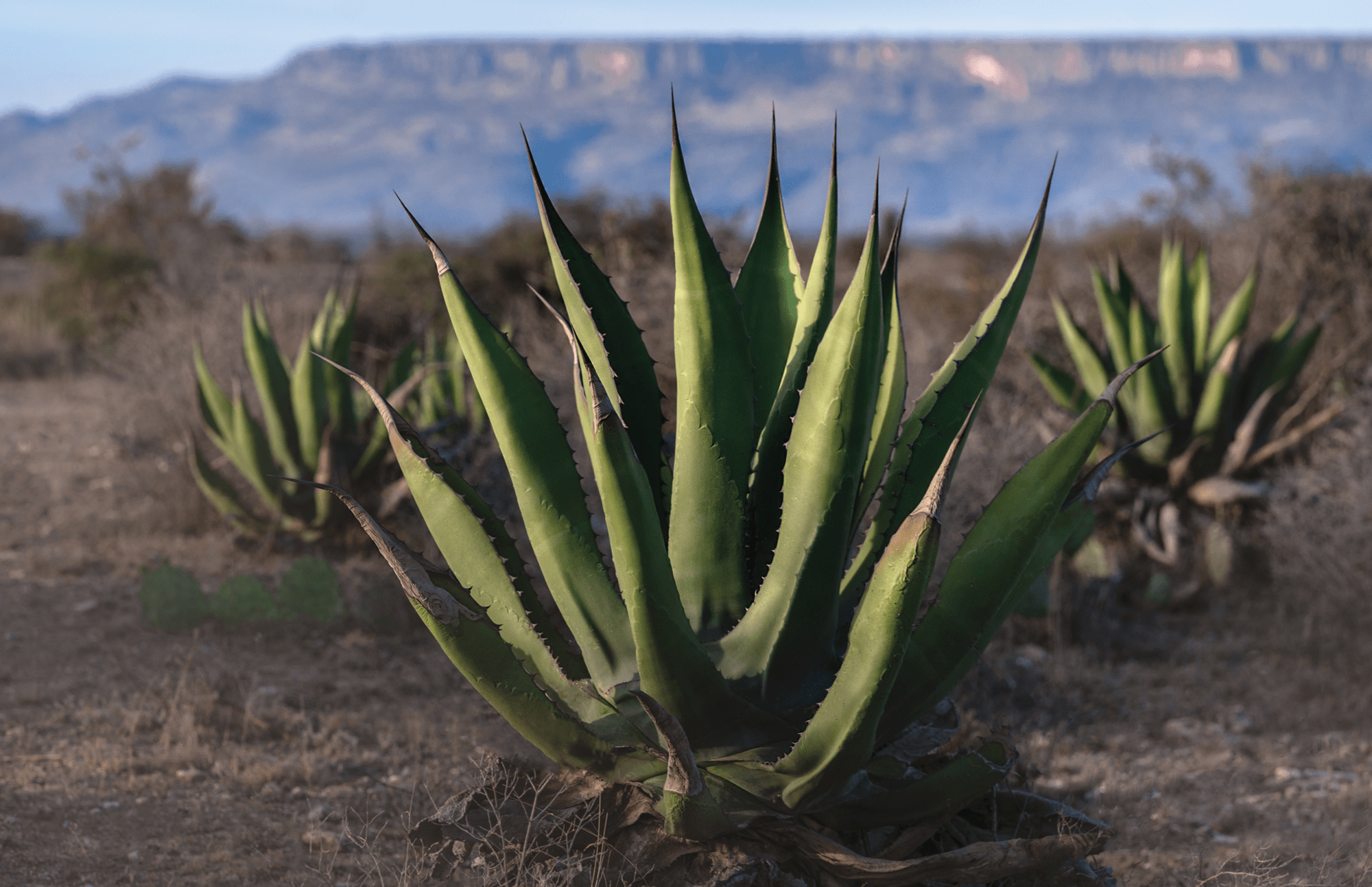 The story of Clase Azul, an artisanal tequila company based in the Jalisco, Mexico.