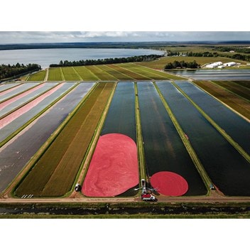 Cranberry farm owned and operated by the Manitowish Cranberry Company, Inc., in Manitowish Waters, Wisconsin.