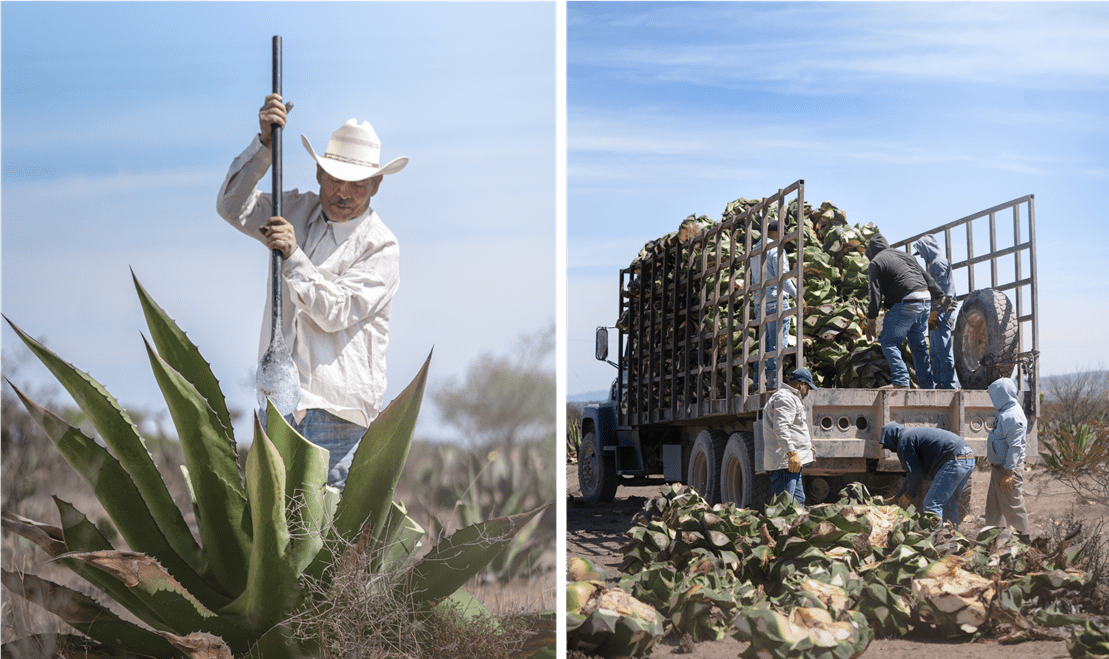 Clase Azul has its own agronomy team that manages its agave crops in the Jaliscan Highlands.