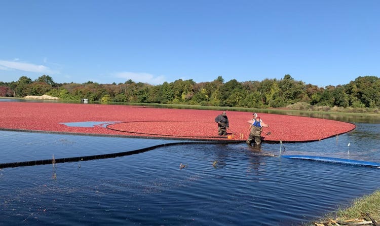 Decas Cranberry Products, Inc. in Carver, Massachusetts, value environmental stewardship and sustainable farming.