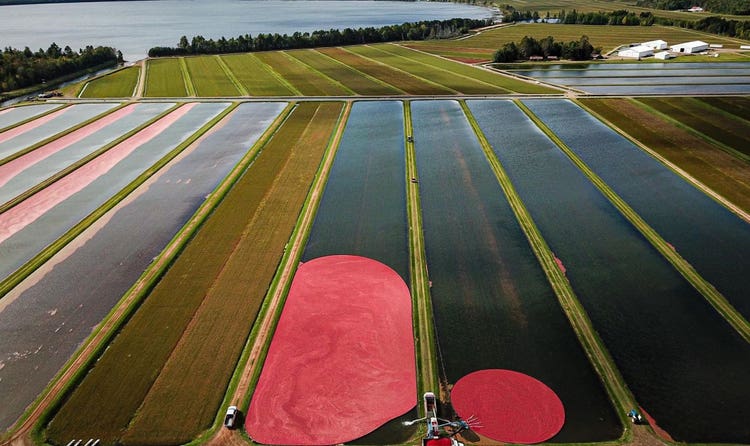 Cranberry farm owned and operated by the Manitowish Cranberry Company, Inc., in Manitowish Waters, Wisconsin.