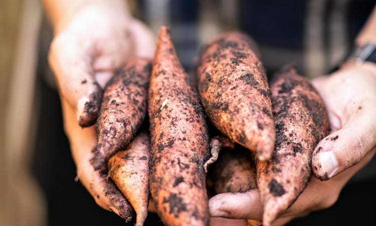 Sub-Zero, Wolf, and Cove Miami Showroom Chef Diaz relishes the chance to grow and harvest fresh produce at his Miami home.