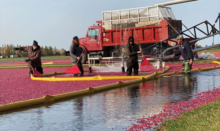 Harvest begins with the Bartlings flooding the bogs.