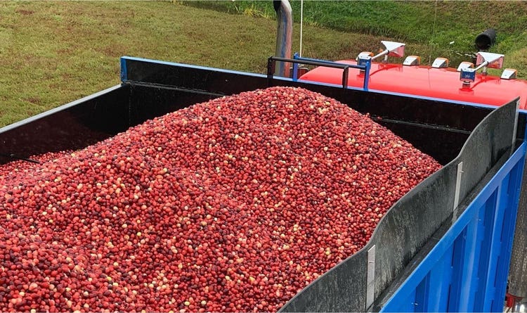 A truck filled to the brim with Decas Cranberry Products, Inc. cranberries.