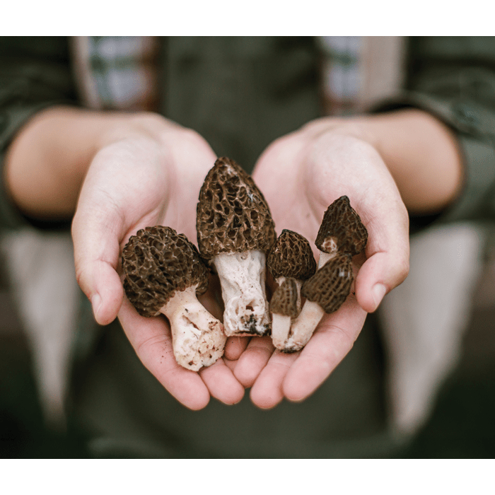 Mushrooms are a natural wellness option that are delicious, readily available, and versatile.