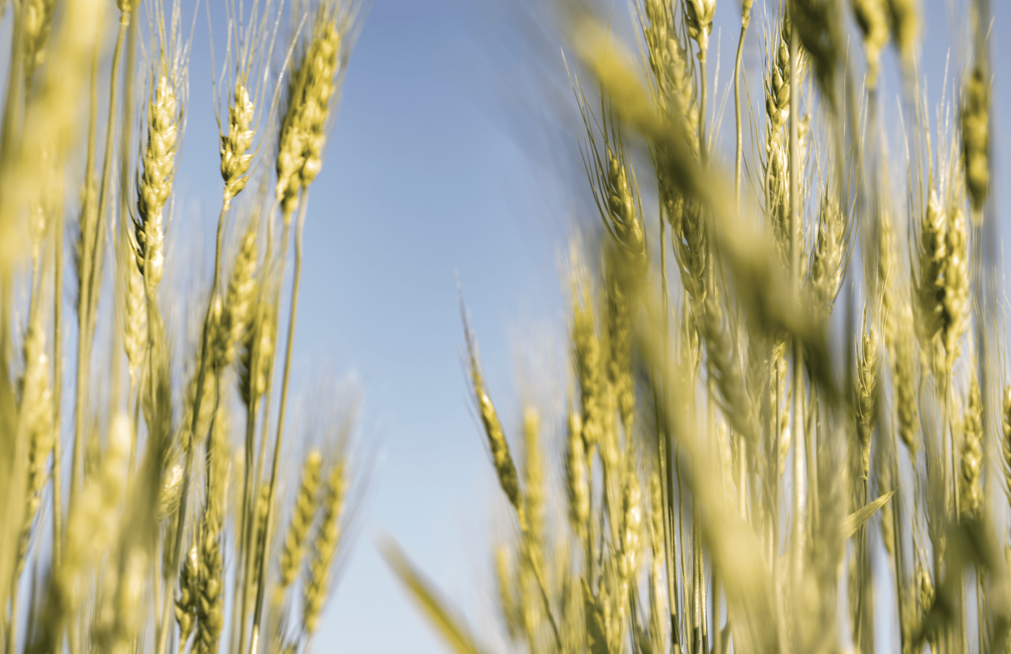 Employee health and wellbeing is a core pillar to Sub-Zero, Wolf, and Cove's luxury kitchen appliance success.