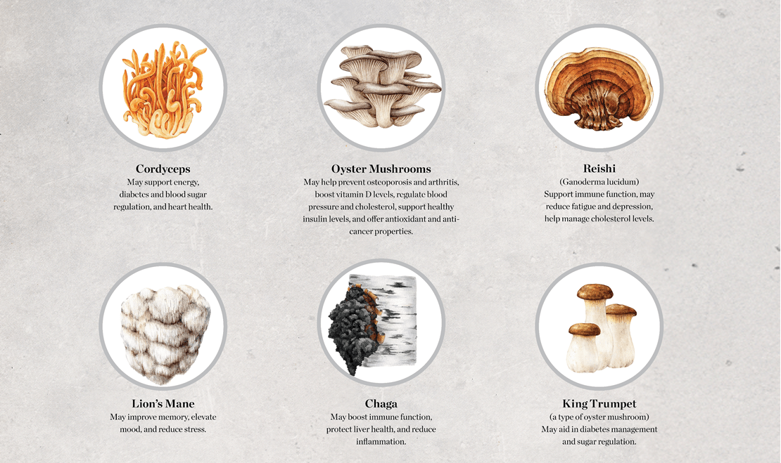 A short description of cordyceps, oyster mushrooms, reishi, lion's mane, chaga, and king trumpet mushrooms with their health benefits.
