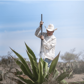 Read Food Article - Spirit of Jalisco