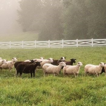 Read Places Article - A Mountain Haven - Blackberry Farm