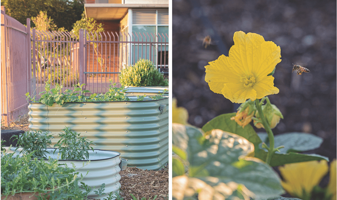 UFE has multiple gardens throughout the Phoenix community that support each other with agricultural knowledge and materials.