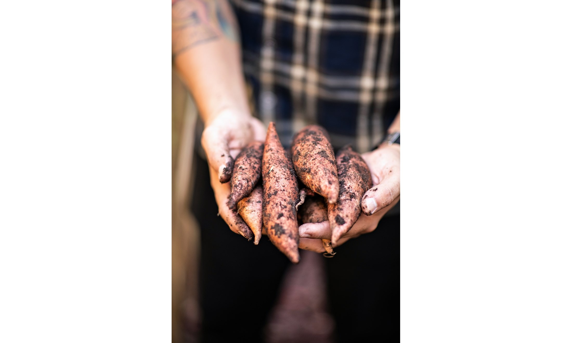 Sub-Zero, Wolf, and Cove Miami Showroom Chef Diaz relishes the chance to grow and harvest fresh produce at his Miami home. 