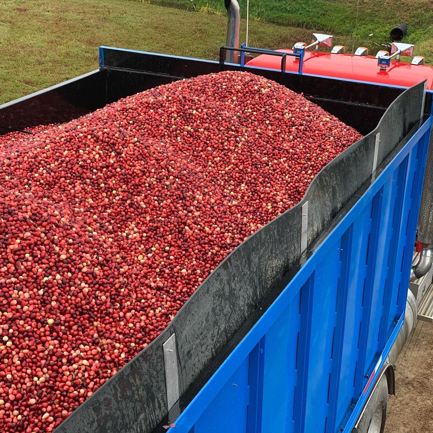 A truck filled to the brim with Decas Cranberry Products, Inc. cranberries.