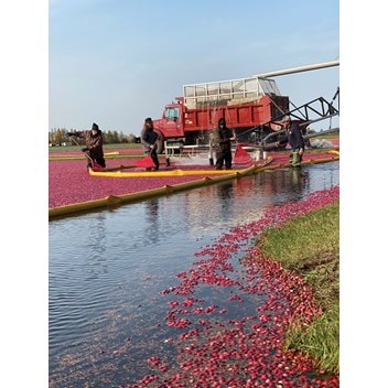 Harvest begins with the Bartlings flooding the bogs.