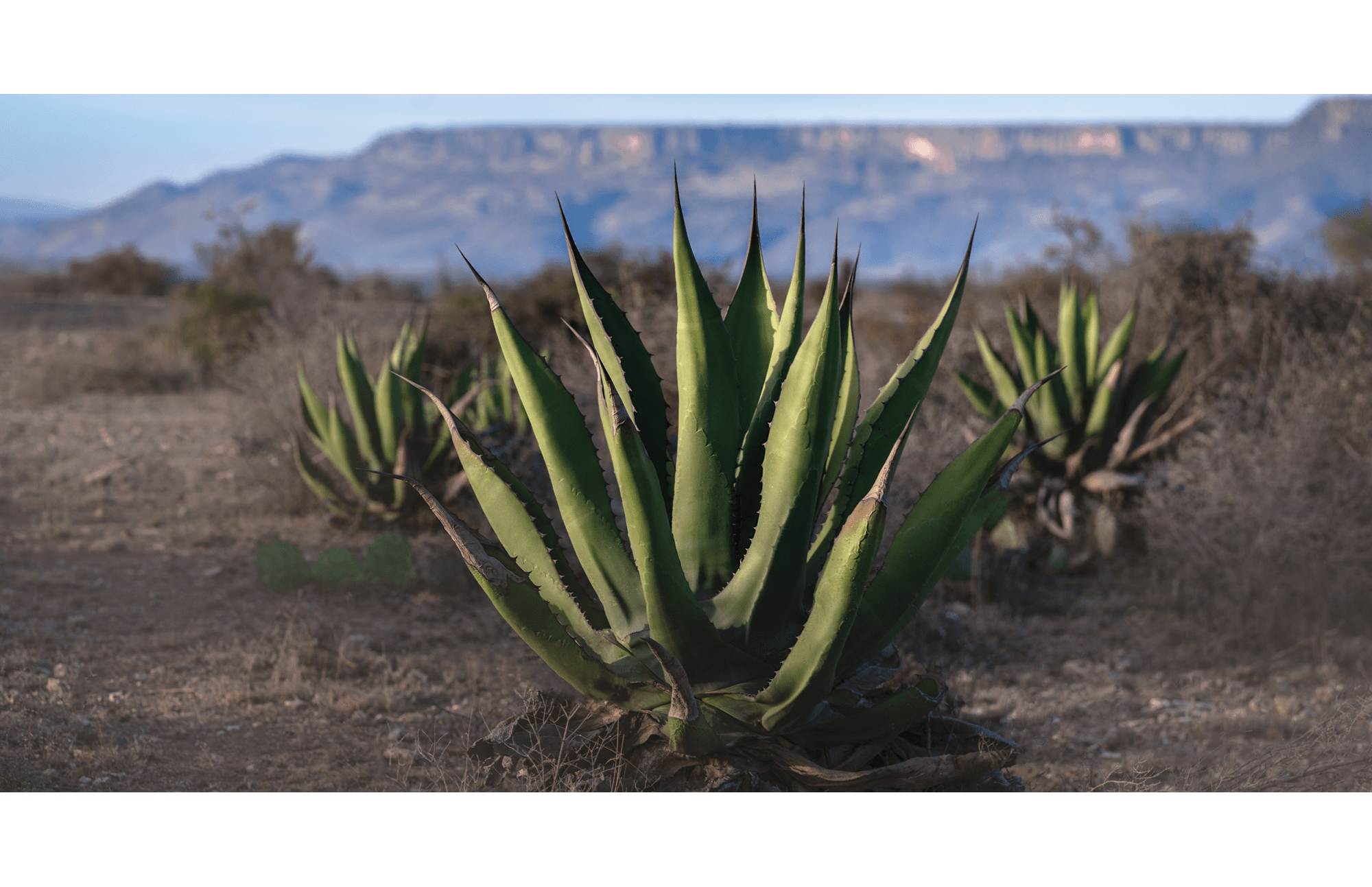 The story of Clase Azul, an artisanal tequila company based in the Jalisco, Mexico.