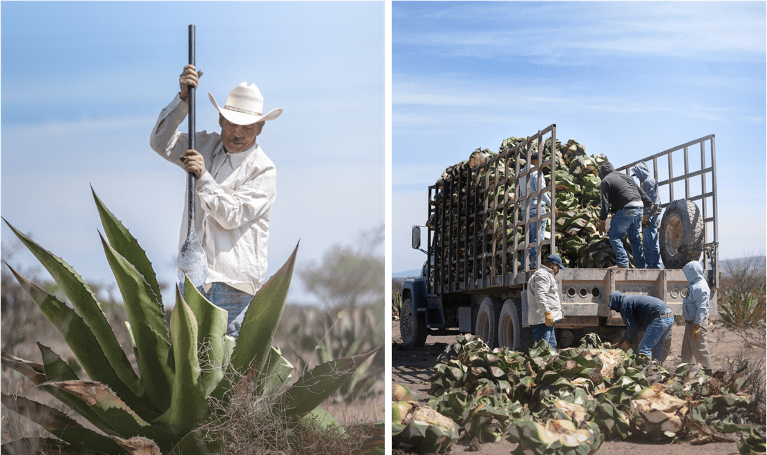 Clase Azul has its own agronomy team that manages its agave crops in the Jaliscan Highlands.