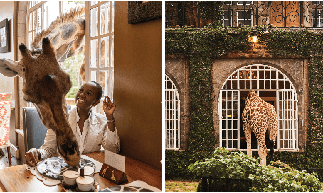 A giraffe peeking his head through a window and stealing some breakfast from a patron.