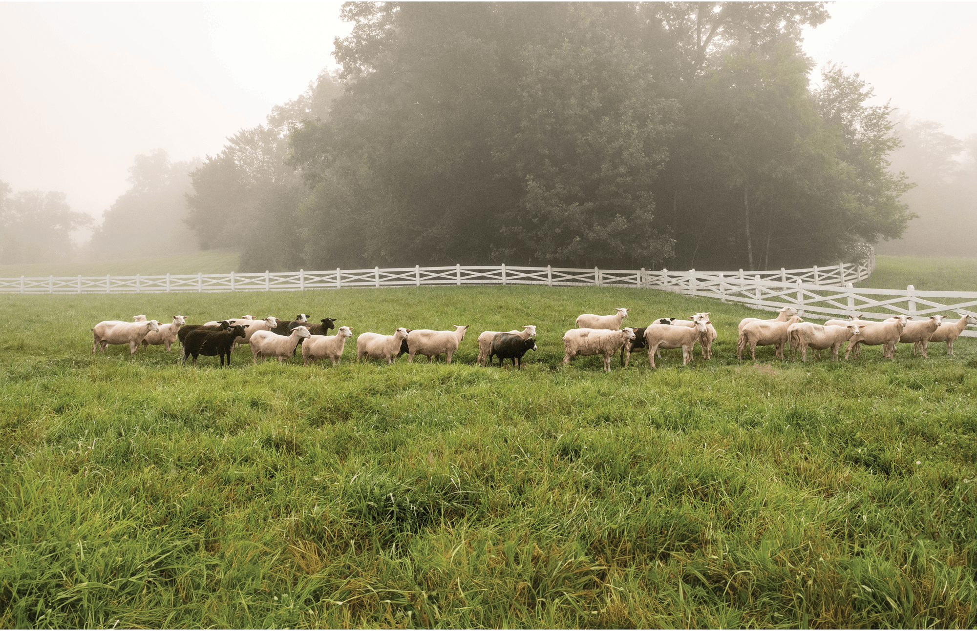 Blackberry Farm Tennessee