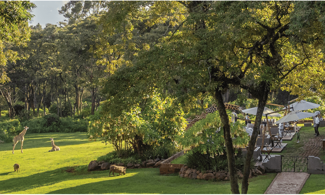 Numerous giraffes and different animals are located in the forest sanctuary; guests are watching the animals.