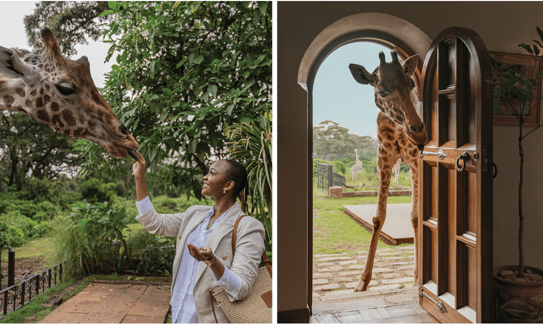 Left: a woman feeding a hungry giraffe. Right: a small giraffe peaking its head through a door looking to enter.
