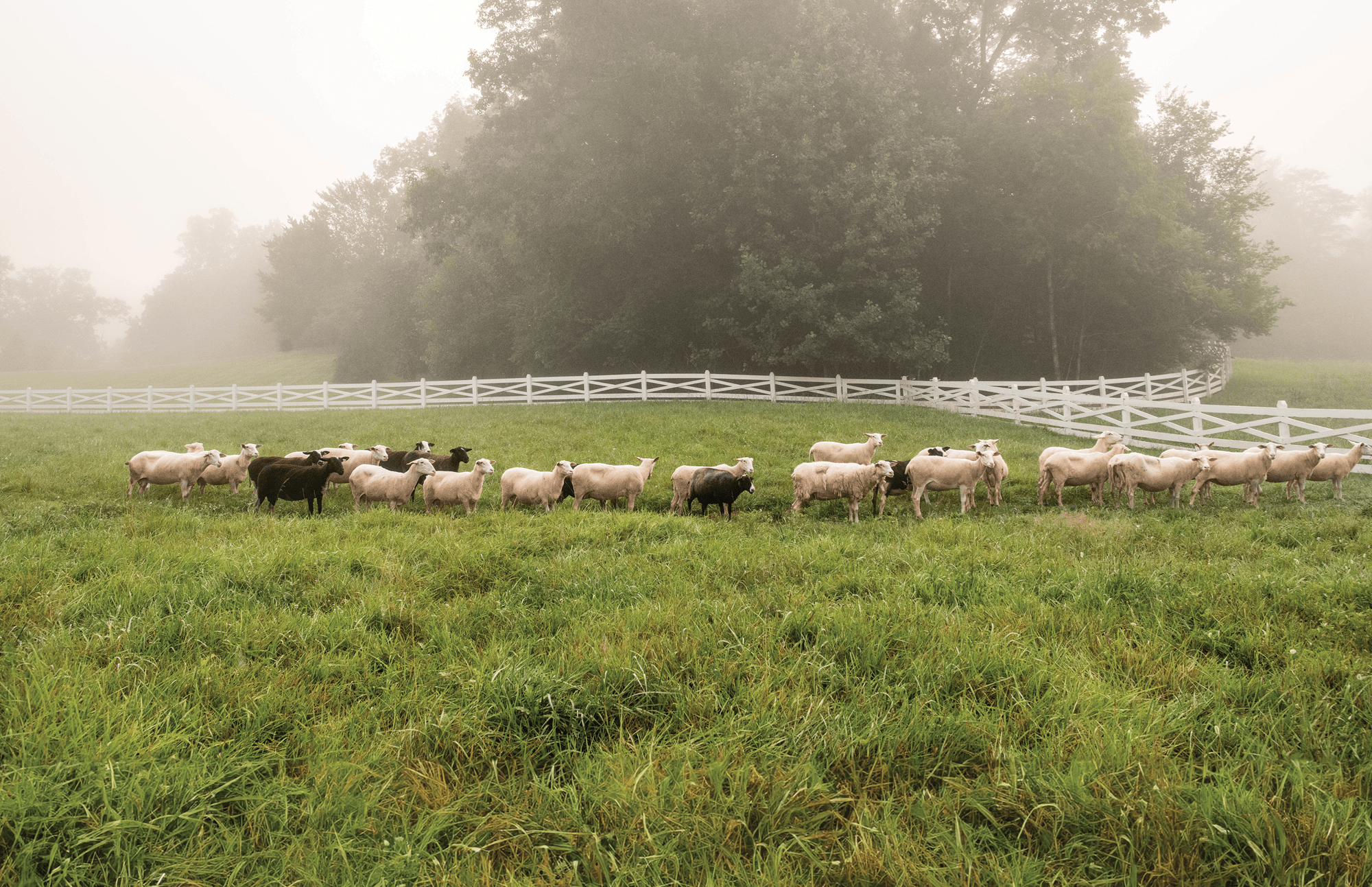 Blackberry Farm Tennessee