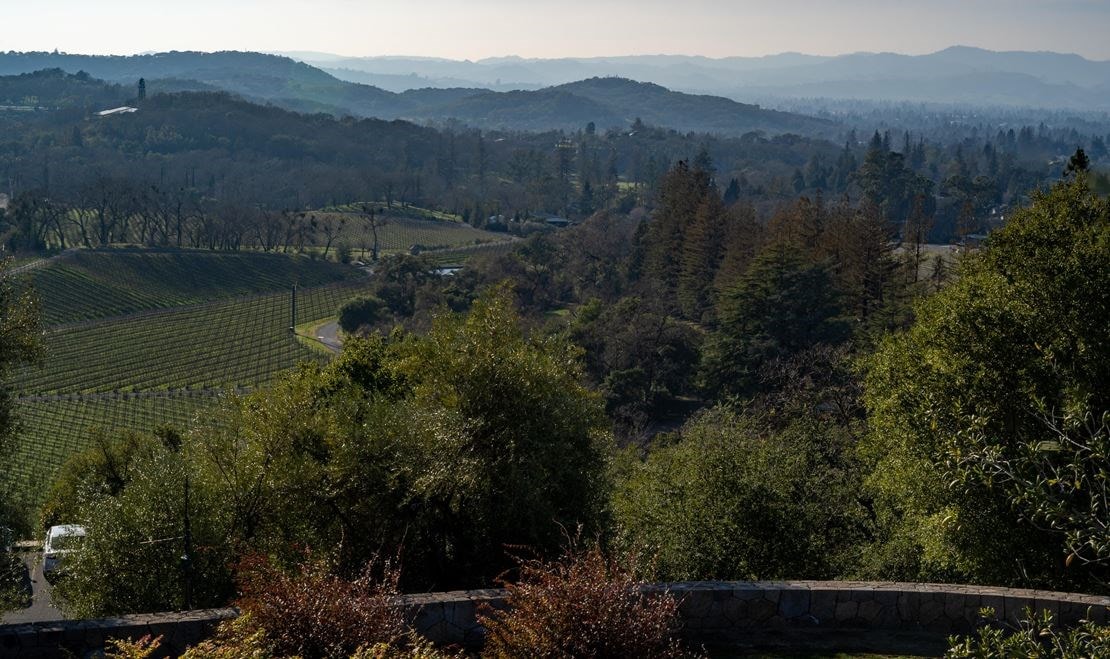 Palmaz Vineyards