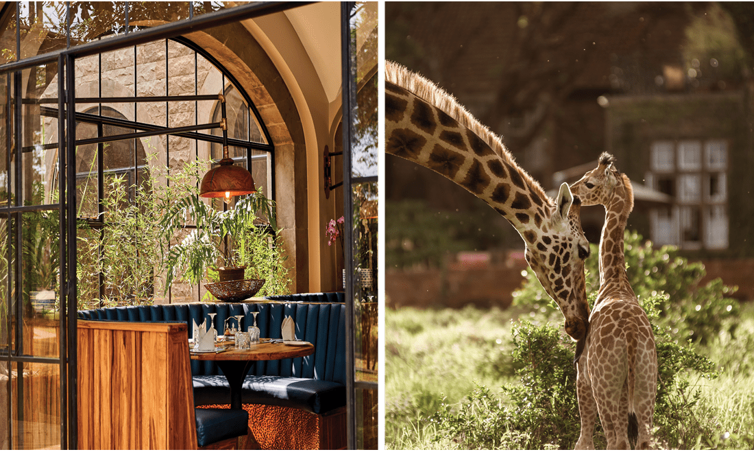 Left: a restaurant table set for guests at the Giraffe Manor. Right: a mother giraffe nustling it's child.