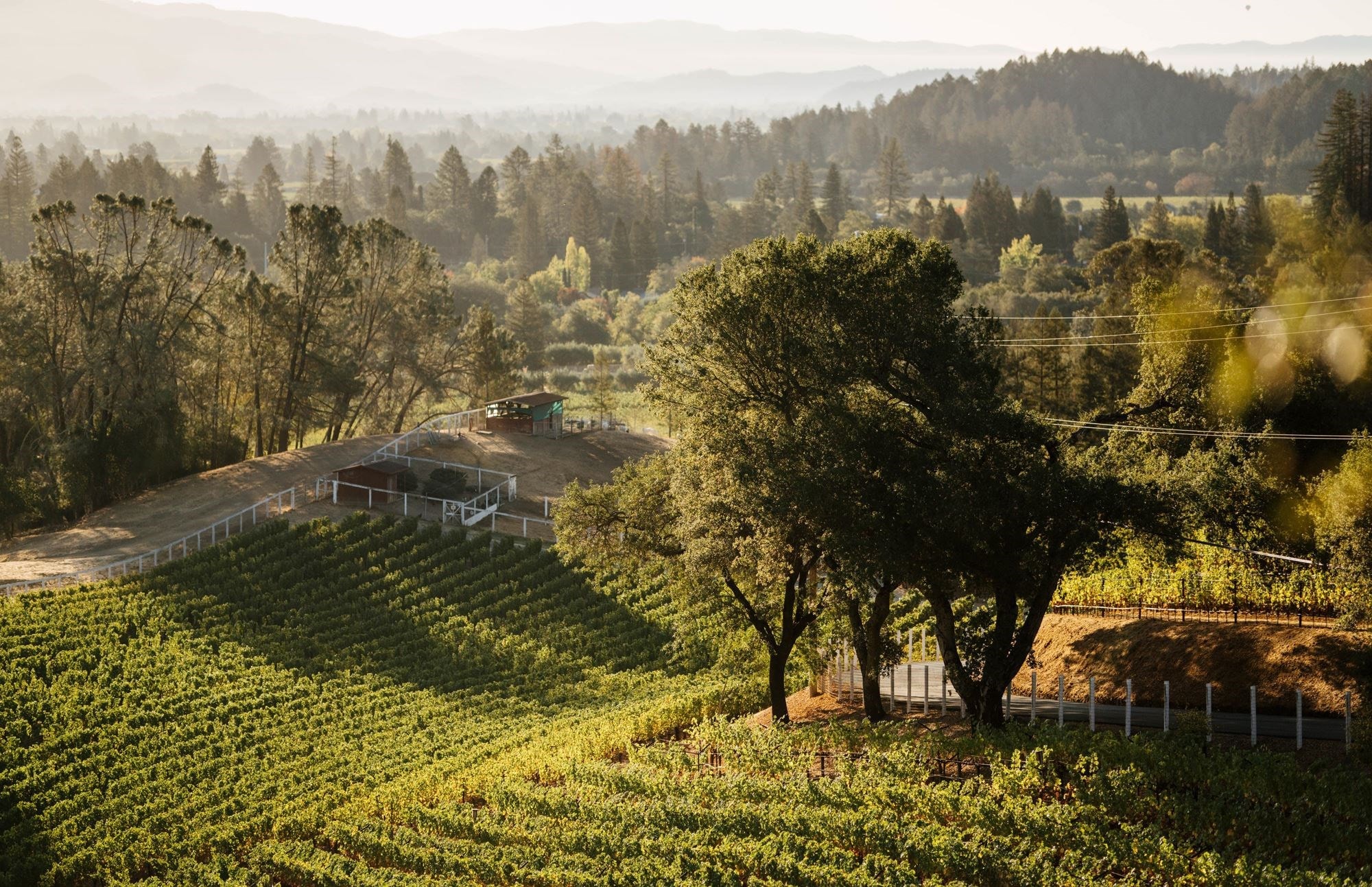 Three Napa Valley vineyards have properties and processes that are as distinctive as their wines.