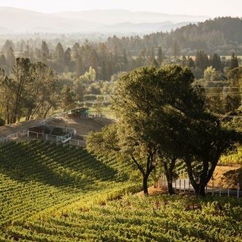 Read Places Article - Entwined in Napa